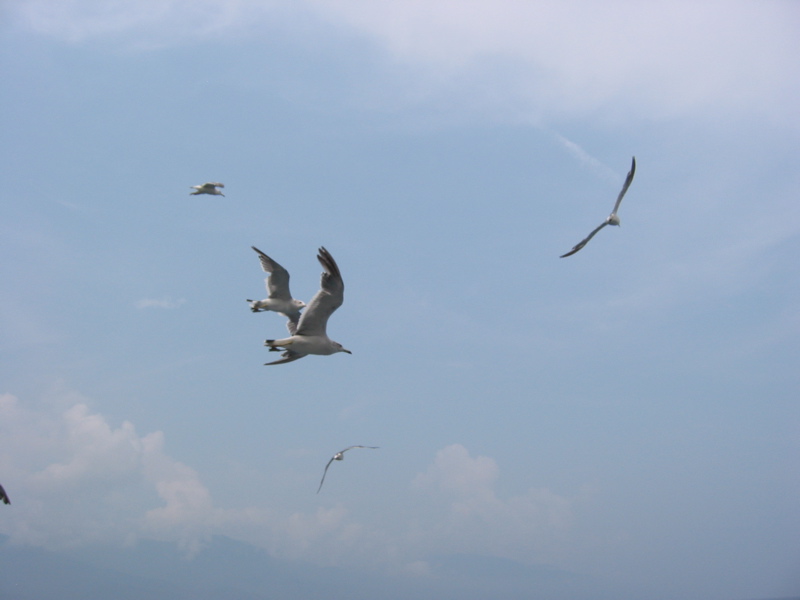 IMG_1610.JPG