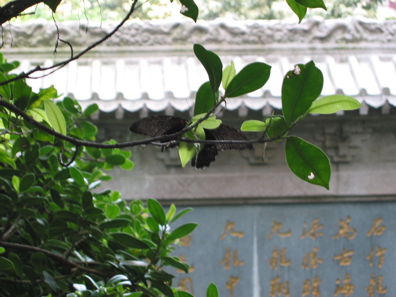 Hong Kong July 13 042