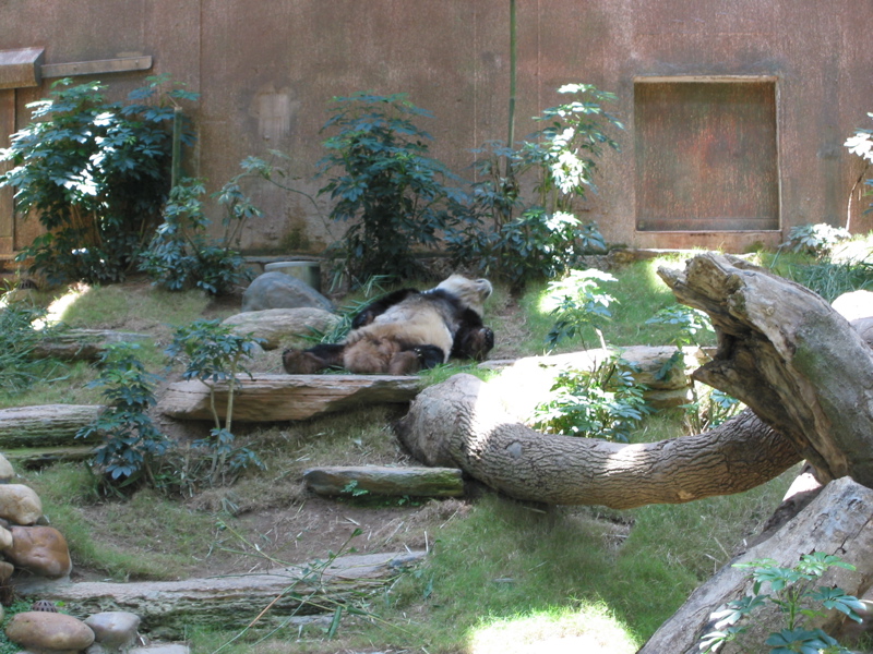 Ocean Park 017