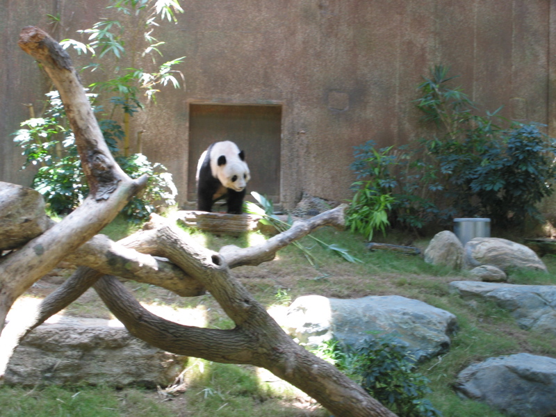 Ocean Park 020