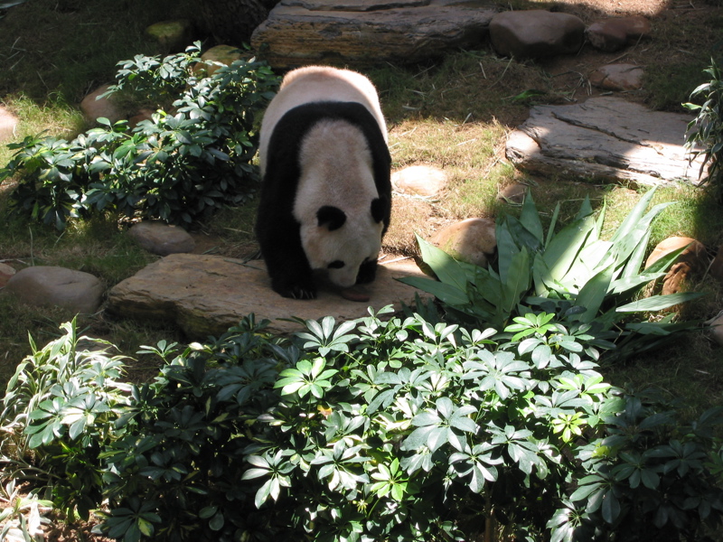Ocean Park 028