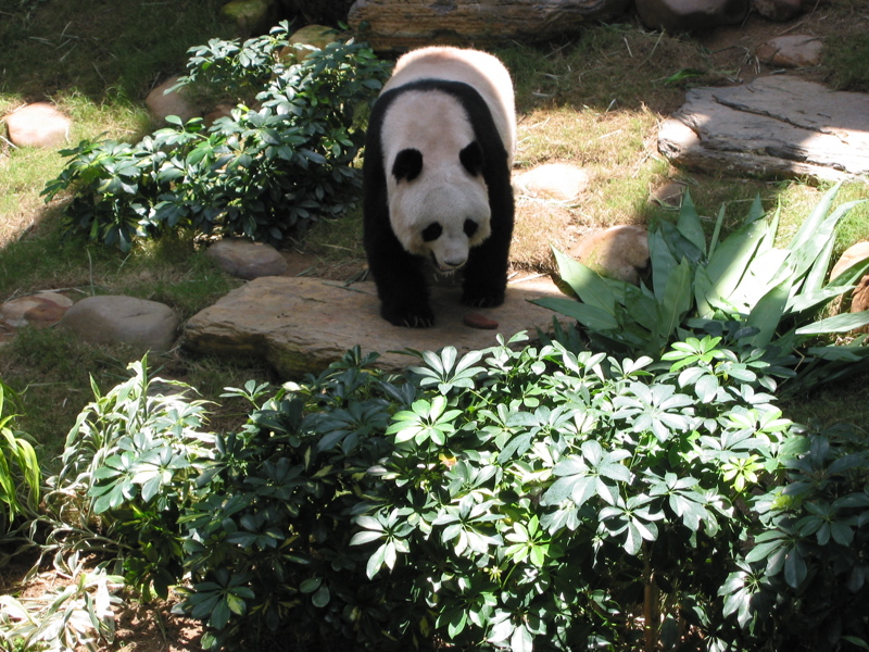 Ocean Park 029