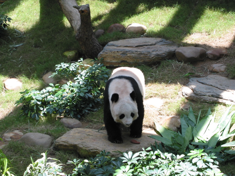 Ocean Park 030