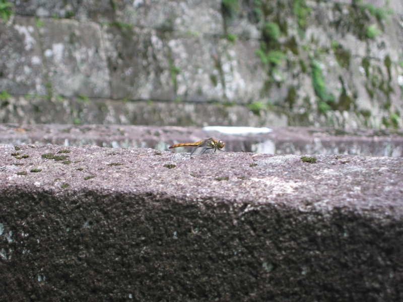 IMG_1227.JPG