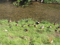 IMG_1750.JPG